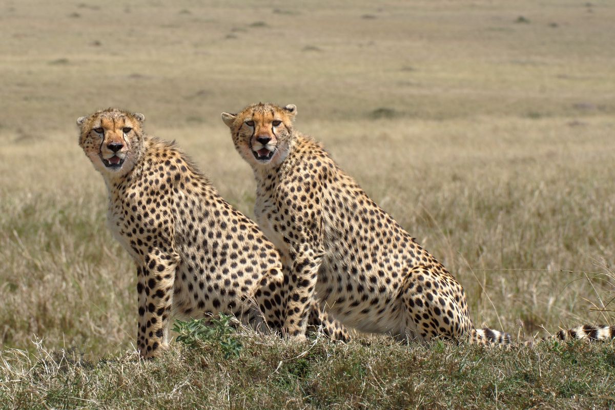 3 Days Masai Mara Group Joining Safari